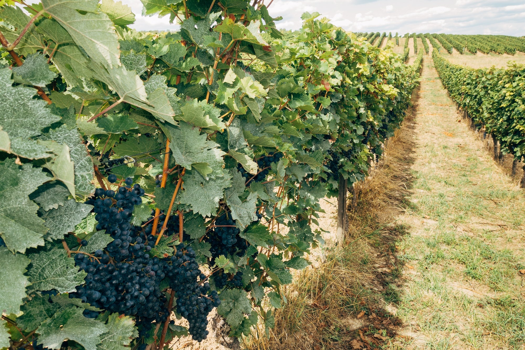 Bunches of black grapes hanging on vines with many rows of vines stretching out to the right